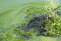 Algae polluted water ( green scum) Royalty Free Stock Photo