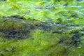 Algae polluted water ( green scum) Royalty Free Stock Photo