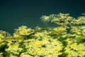 Algae in a pond Royalty Free Stock Photo