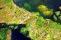 Algae and pond scum Royalty Free Stock Photo