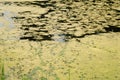 Algae in pond in summer