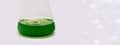Algae research in laboratories, biotechnology science concept, marine plankton or microalgae culture into glassware flask Royalty Free Stock Photo