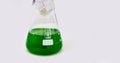 Algae research in laboratories, biotechnology science concept, marine plankton or microalgae culture into glassware flask Royalty Free Stock Photo