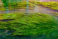 Algae in river Dyle in Leuven, Belgium Royalty Free Stock Photo