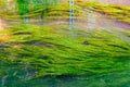 Algae in river Dyle in Leuven, Belgium Royalty Free Stock Photo