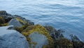 Algae on rocks and ocean