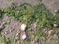 Algae and rocks on the waterfront