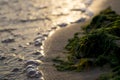 Algae on the sandy shore