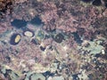 Algae and sea urchins attached to the rock in the salty water of a pond at low tide Royalty Free Stock Photo