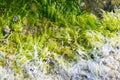 Algae on the seashore, sweden, gotland