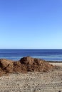 Algae seaweed dried on Mediterranean beach Royalty Free Stock Photo