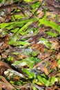 Algae seaweed posidonia oceanica dried and green