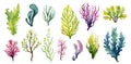Algae and seaweeds set. Watercolor seaweed, underwater plants isolated collection. Decorative sea elements, plant for Royalty Free Stock Photo