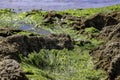 Algae and shells of mollusks of the seabed during low tide.