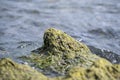 Algae on the shore of the Baltic Sea. Sea beach with green algae. Beach pollution. Algae problem.