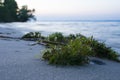 Algae on the shore of a close-up. The beginning of the sunset on