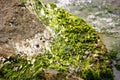 Algae on shore Royalty Free Stock Photo