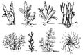 Algae sketch set. Hand drawn seaweed vector set on white background. Vector illustration isolated sketch