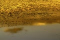 Algae soup in close up at sunset in golden orange and yellow colors