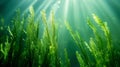 algae spirulina, a beneficial plant, a source of vitamins