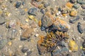 Algae and stones with barnacles on a sandy beach