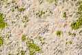 Algae texture on beach Royalty Free Stock Photo