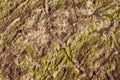 Algae texture on sand beach Royalty Free Stock Photo