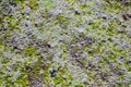 Algae texture on sand beach Royalty Free Stock Photo