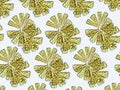 Algae under microscopic view, diatom pattern, phytoplankton, fossils, silica Royalty Free Stock Photo