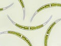 Algae under microscopic view x40, Closterium, Charophyta, Green algae, pattern background Royalty Free Stock Photo