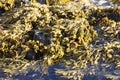 Algae under water, Kunashir, South Kuriles