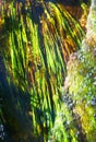 Algae under water top view in river fast flow