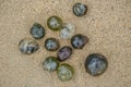 Algae Valonia ventricosa, commonly called bubble algae at the sand beach in the Caribbean sea Royalty Free Stock Photo