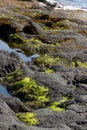 Algae on the volcanic rocks at Punalu`u black sand beach, Hawaii