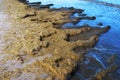 Seaweed on the Anapa beach.