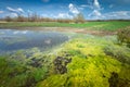 Algae in water on farmland, spring rural landscape in eastern Poland Royalty Free Stock Photo