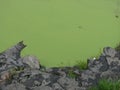 Algae water meeting rocky outcrop