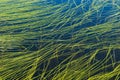 Algaes in lake Royalty Free Stock Photo