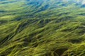 Algaes in lake Royalty Free Stock Photo