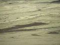 Green stripes of algae bloom on water surface of pond Royalty Free Stock Photo