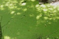 Completely Covered water body with Algal bloom by cyanobacterial growth in uncontrolled fashion Royalty Free Stock Photo