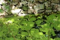 Cyanobacterial Algal Bloom formation covering the water bodies forming a green covering Royalty Free Stock Photo