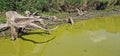 surface of freshwater reservoir with algal bloom Royalty Free Stock Photo