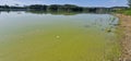 surface of freshwater reservoir with algal bloom Royalty Free Stock Photo