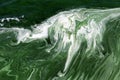 Algal bloom in a river, polluted green water Royalty Free Stock Photo