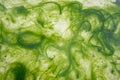Algal bloom in a tropical ocean. Royalty Free Stock Photo