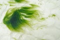 Algal bloom in a tropical ocean. Royalty Free Stock Photo