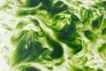 Algal bloom in a tropical ocean. Royalty Free Stock Photo