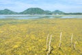 Algal bloom in a tropical ocean Royalty Free Stock Photo