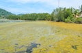 Algal bloom in a tropical ocean, Thailand Royalty Free Stock Photo